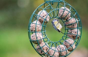 Vetbol trekt sperwer aan