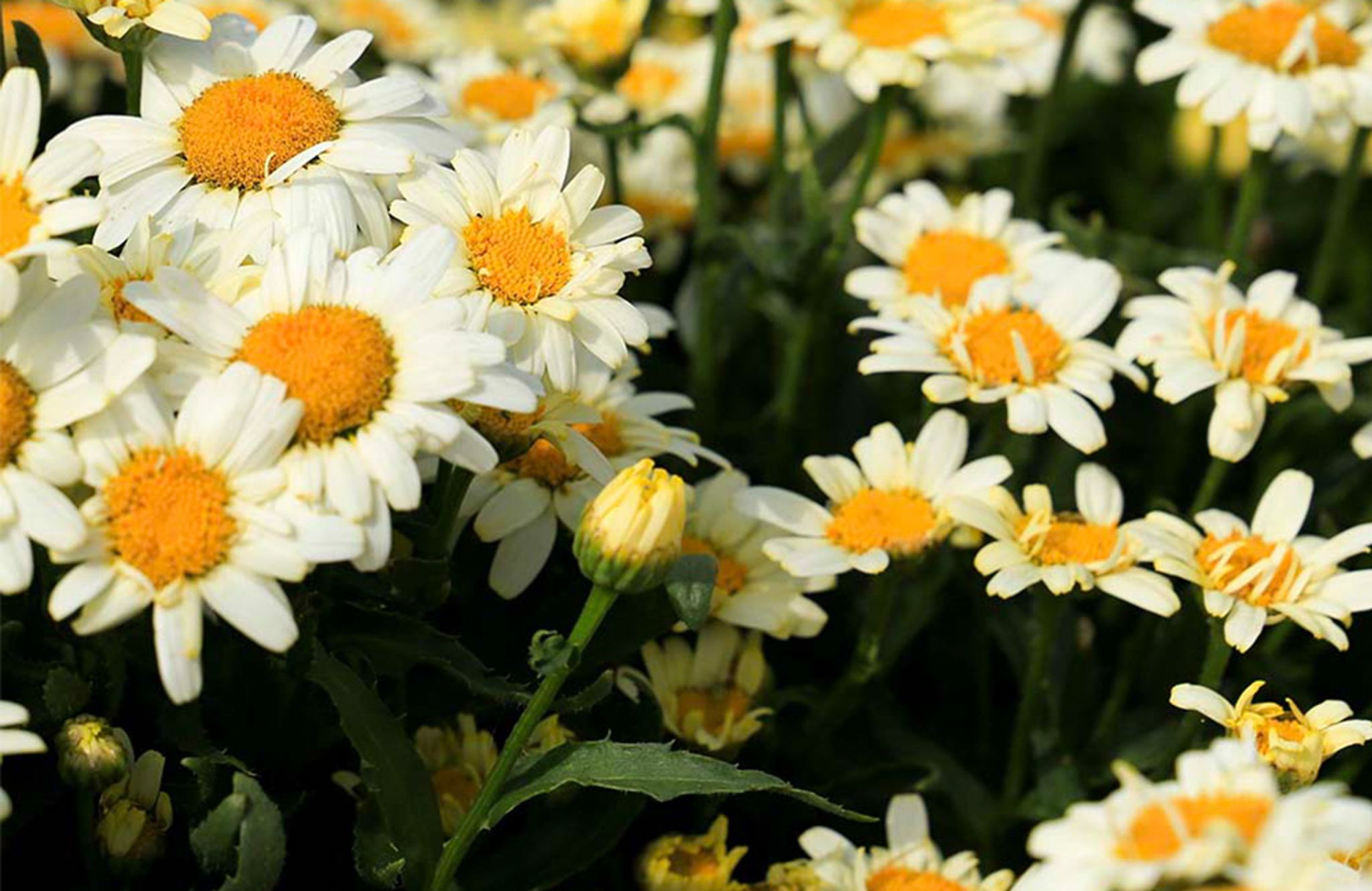 Großblumige Margerite 'Goldfinch'