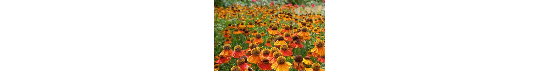 ‘Sahin’s Early Flowerer’ is een vroege en langbloeiende Zonnekruid-cultivar met warm gekleurde, roodgeel/oranjebruine bloemhoofden.