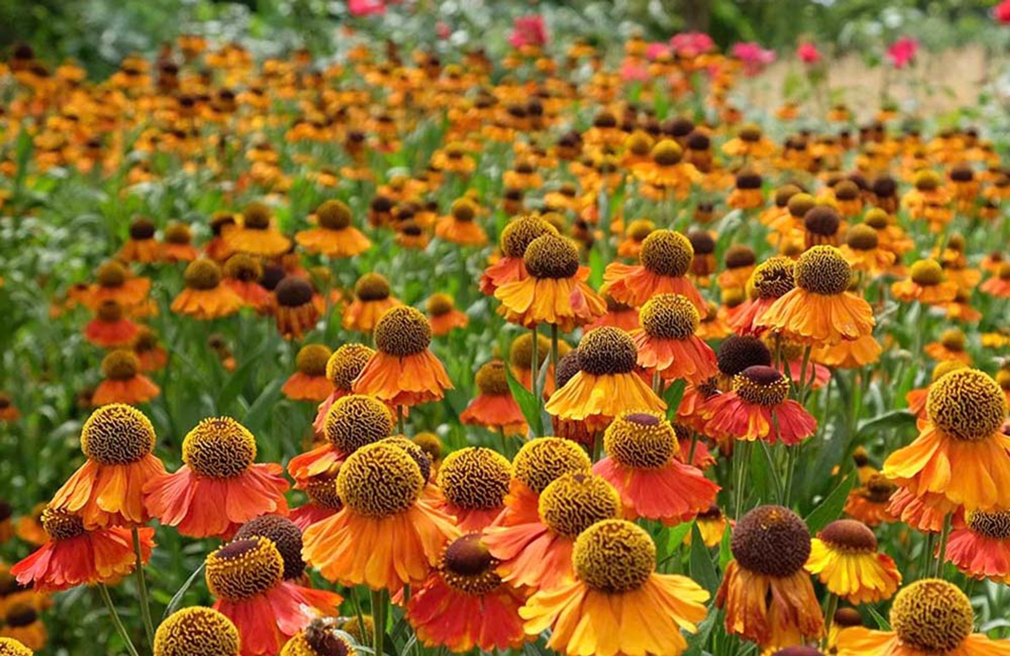 ‘Sahin’s Early Flowerer’ is een vroege en langbloeiende Zonnekruid-cultivar met warm gekleurde, roodgeel/oranjebruine bloemhoofden.