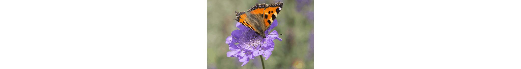 Een bij vliegt naar een bloem van een biologische plant om stuifmeel te verzamelen.