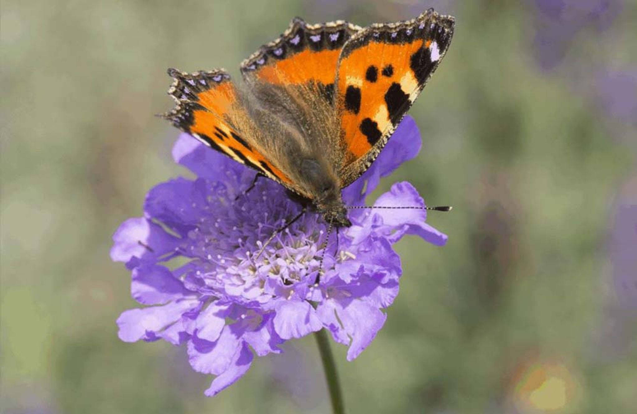 Ein Schmetterling an einer Taubenskabiose.