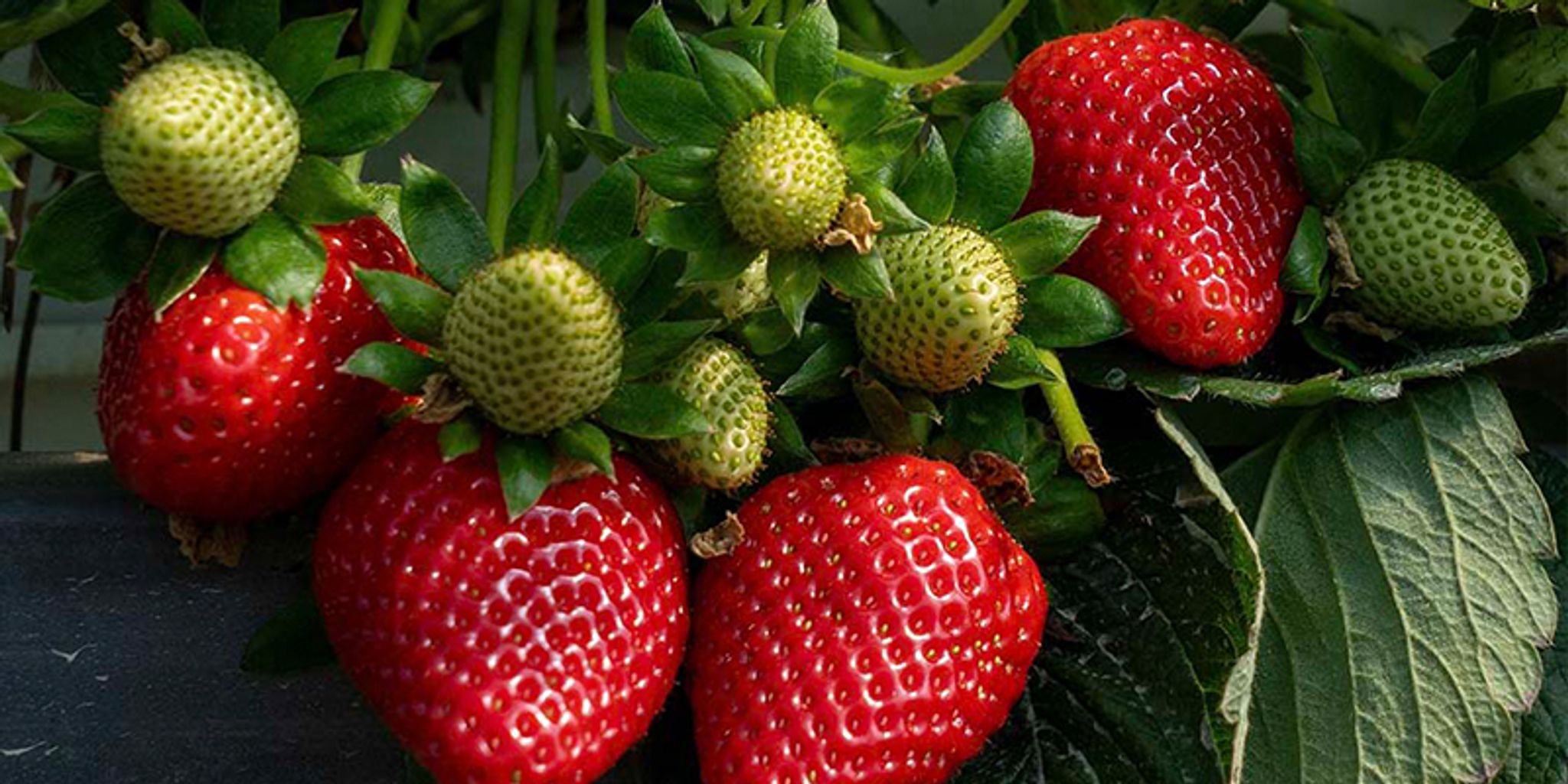 Garten-Erdbeere (BIO)