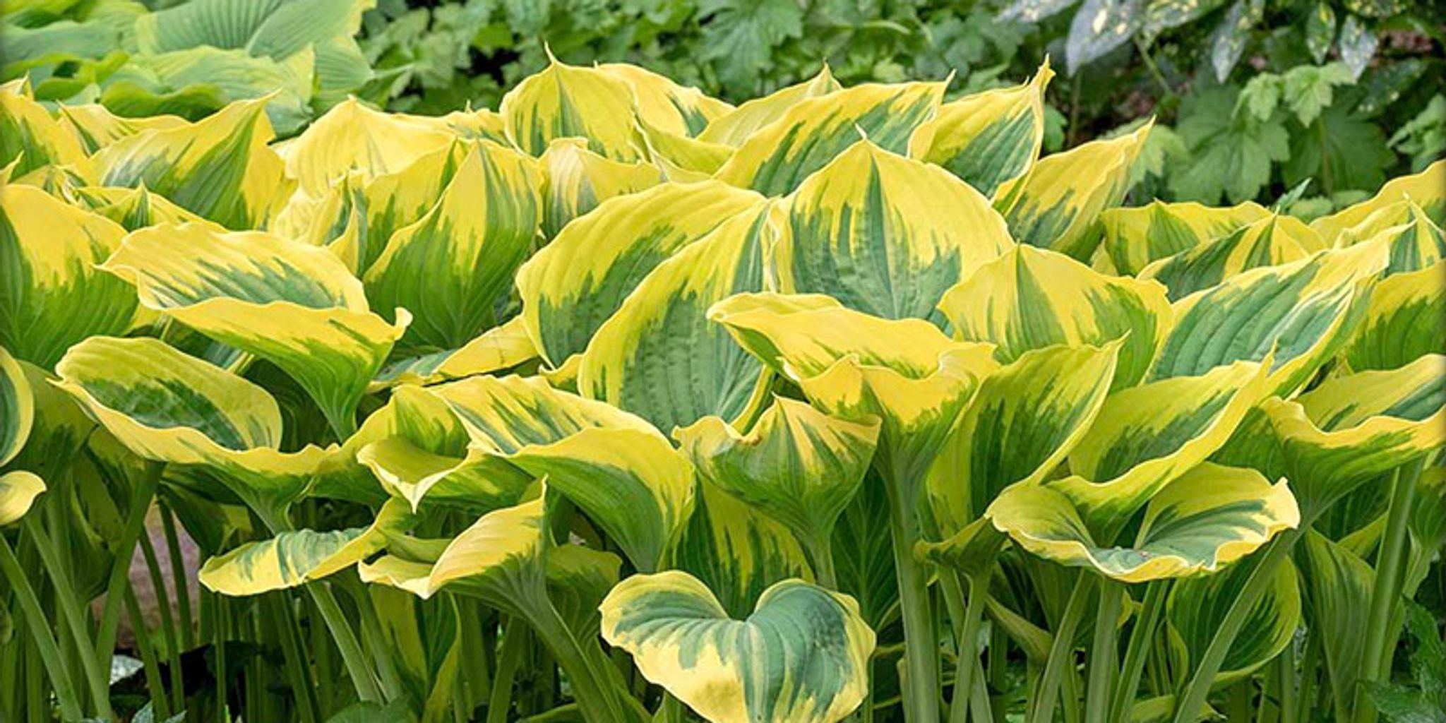 Hartlelie Queen Josephine (biologisch)