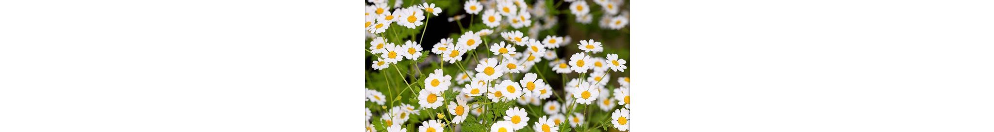 Roomse Kamille (biologisch)