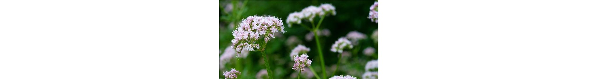 Echte valeriaan (biologisch)