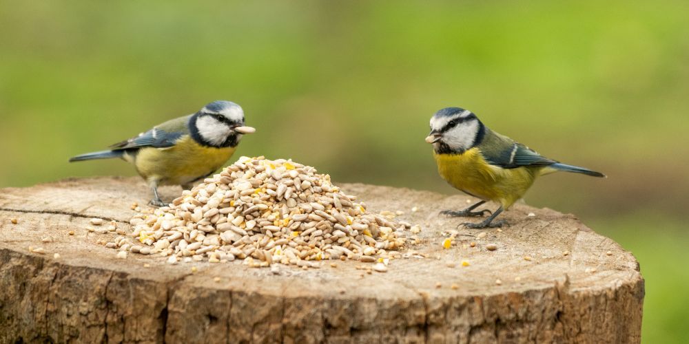 about_our_bird_food_mobile - 1