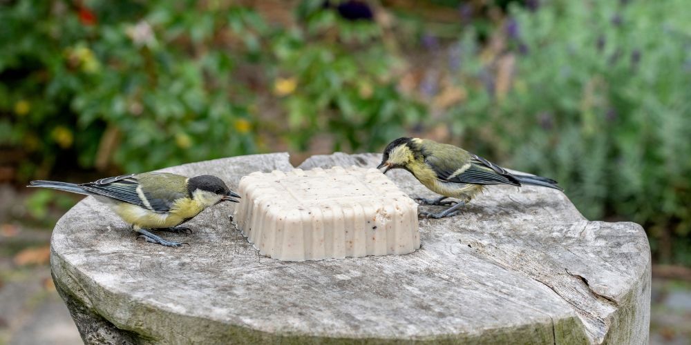 about_our_bird_foods - 1