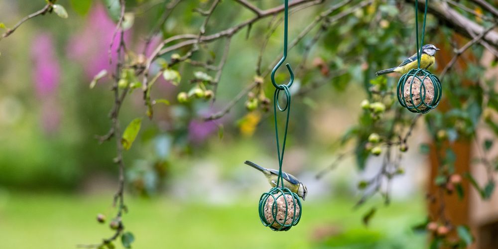 about_our_bird_foods - 1