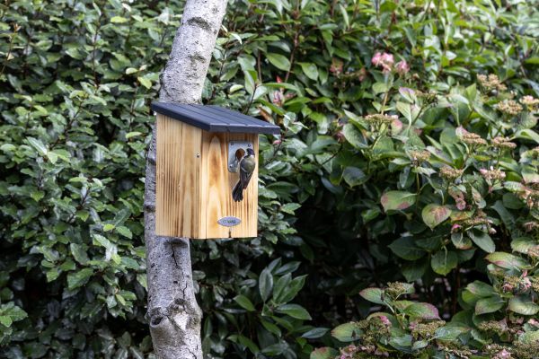 protector_nest_box_range - 1