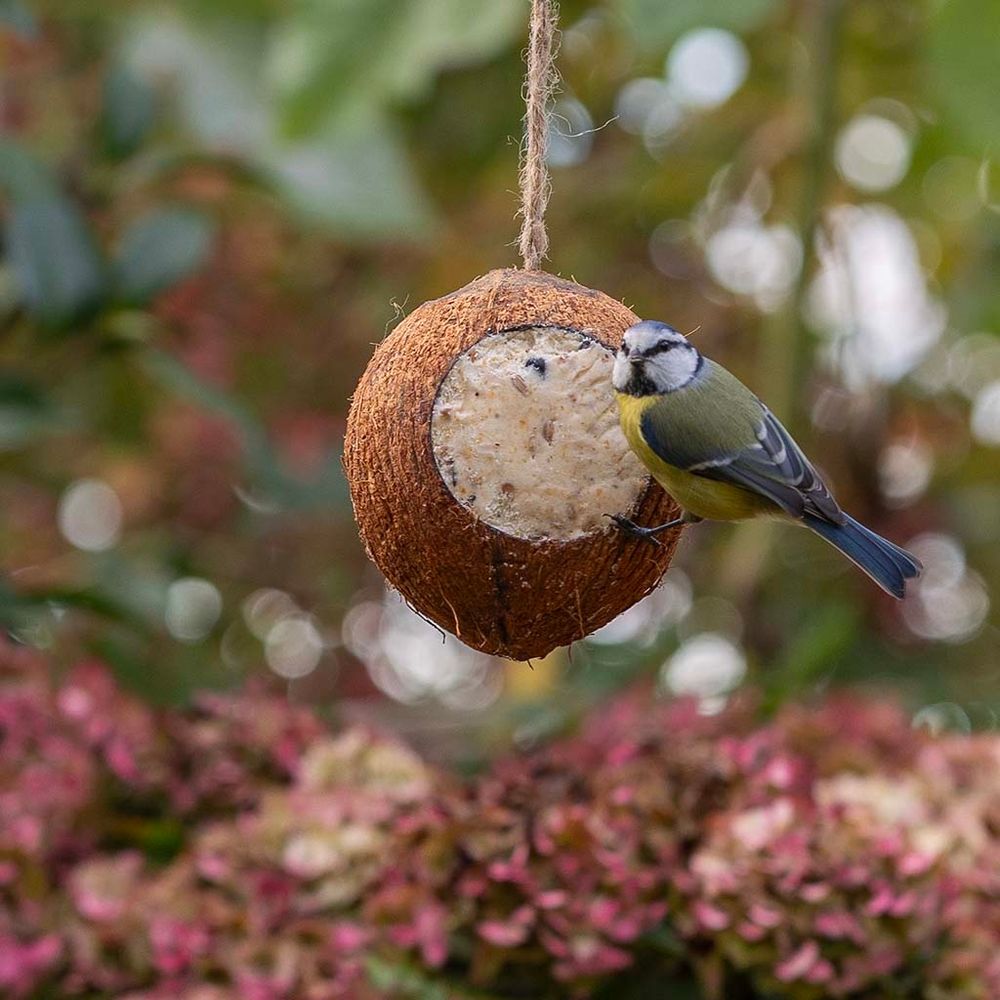 112070119_CJ_Whole_Coconut_RK_24