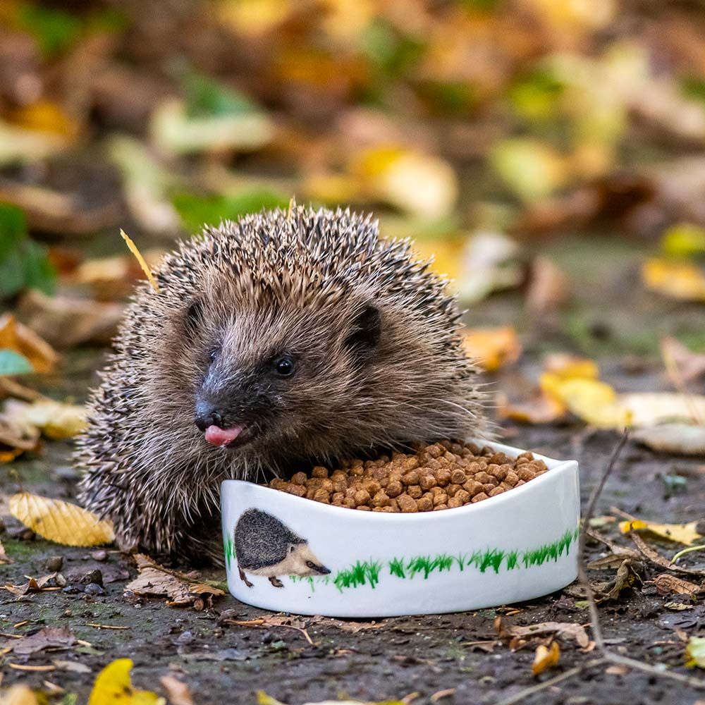 93843-19036-Hedgehog-Food-Feeding-Bowl-SW-Sem-Low-Res-2649_1_