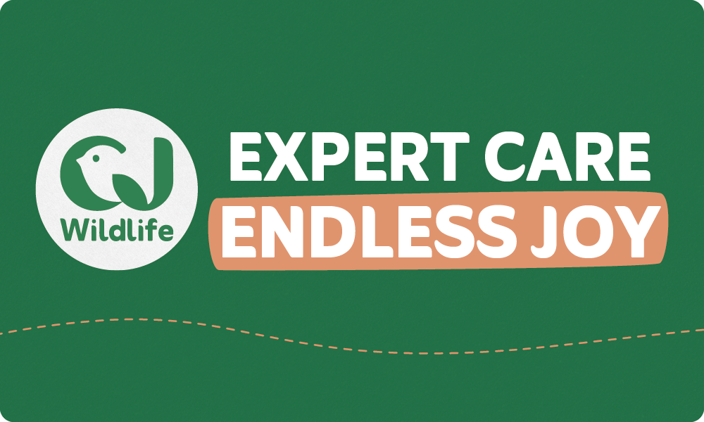 Expert care, endless joy