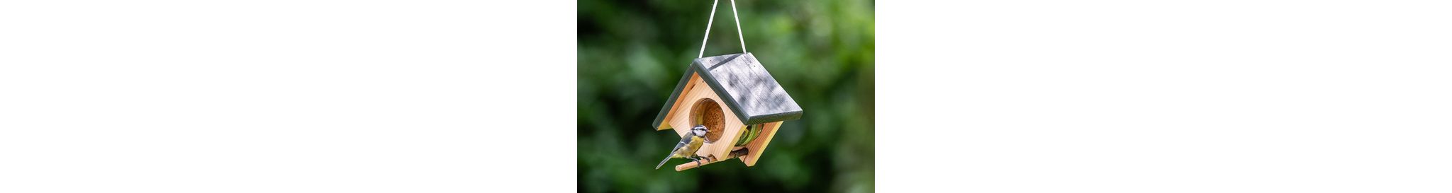 Blaumeise frisst Vogel-Erdnussbutter aus dem Cork-Futtersystem