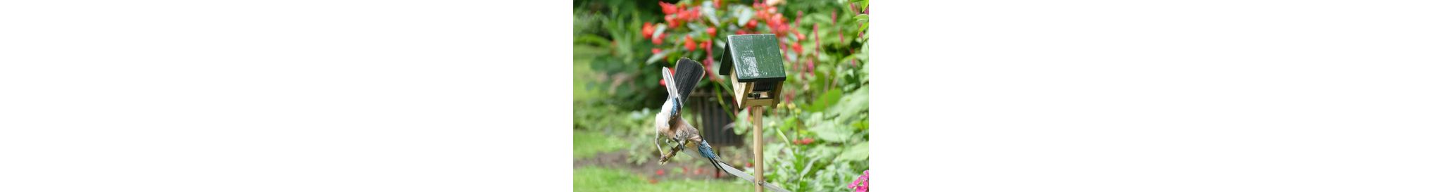 Ein Eichhelh&auml;her versucht sich am Cork-Futtersystem - ohne Erfolg