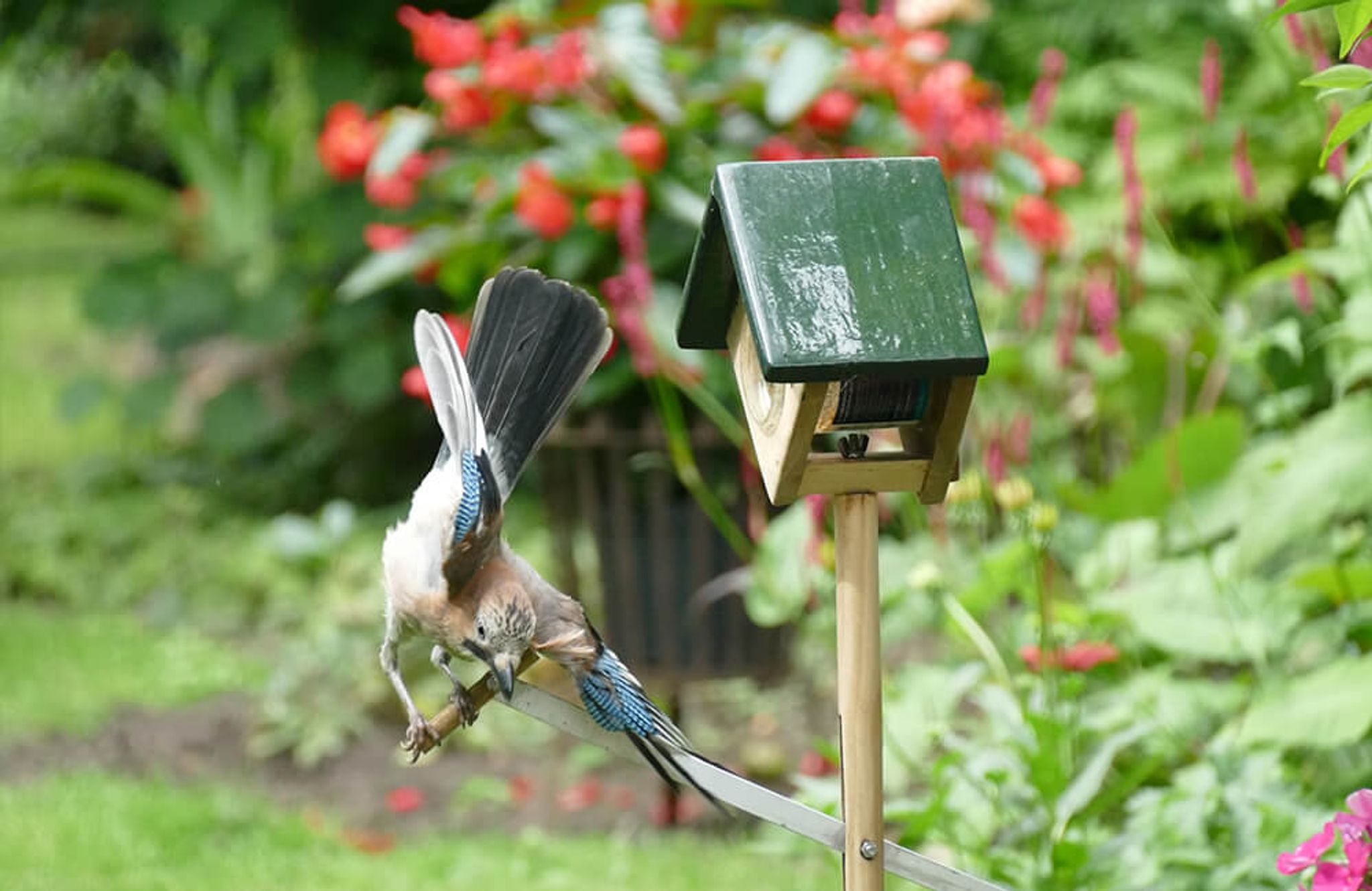 Een gaai op pindakaaswip Cork