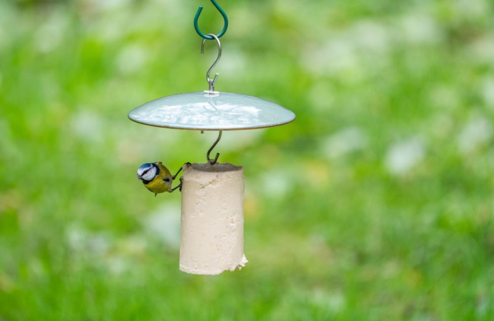Garden bird feeding in autumn