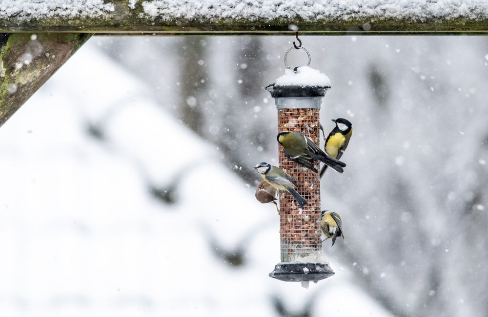 Garden bird feeding in winter