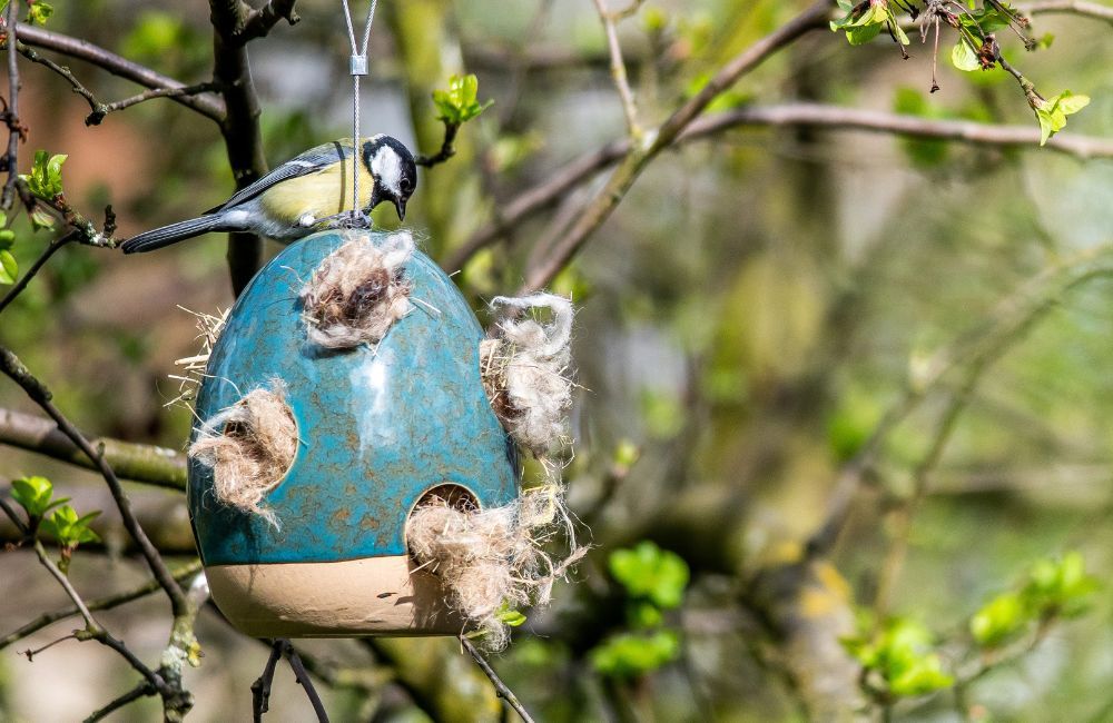 Garden bird feeding in spring