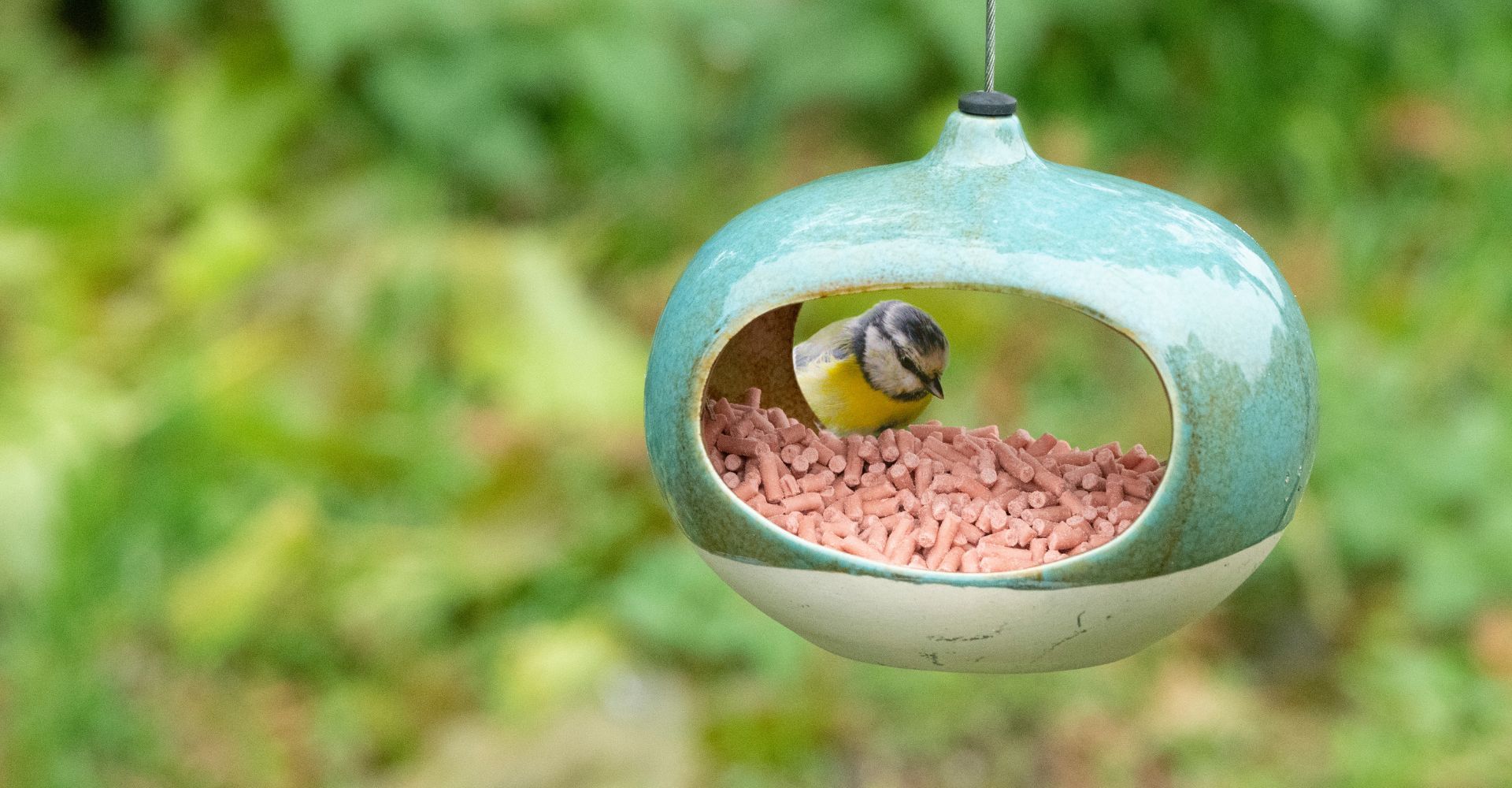 Bird Food - 1