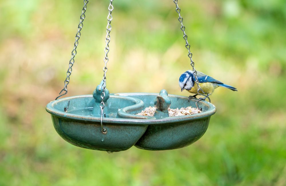 Garden birds feeding during summer