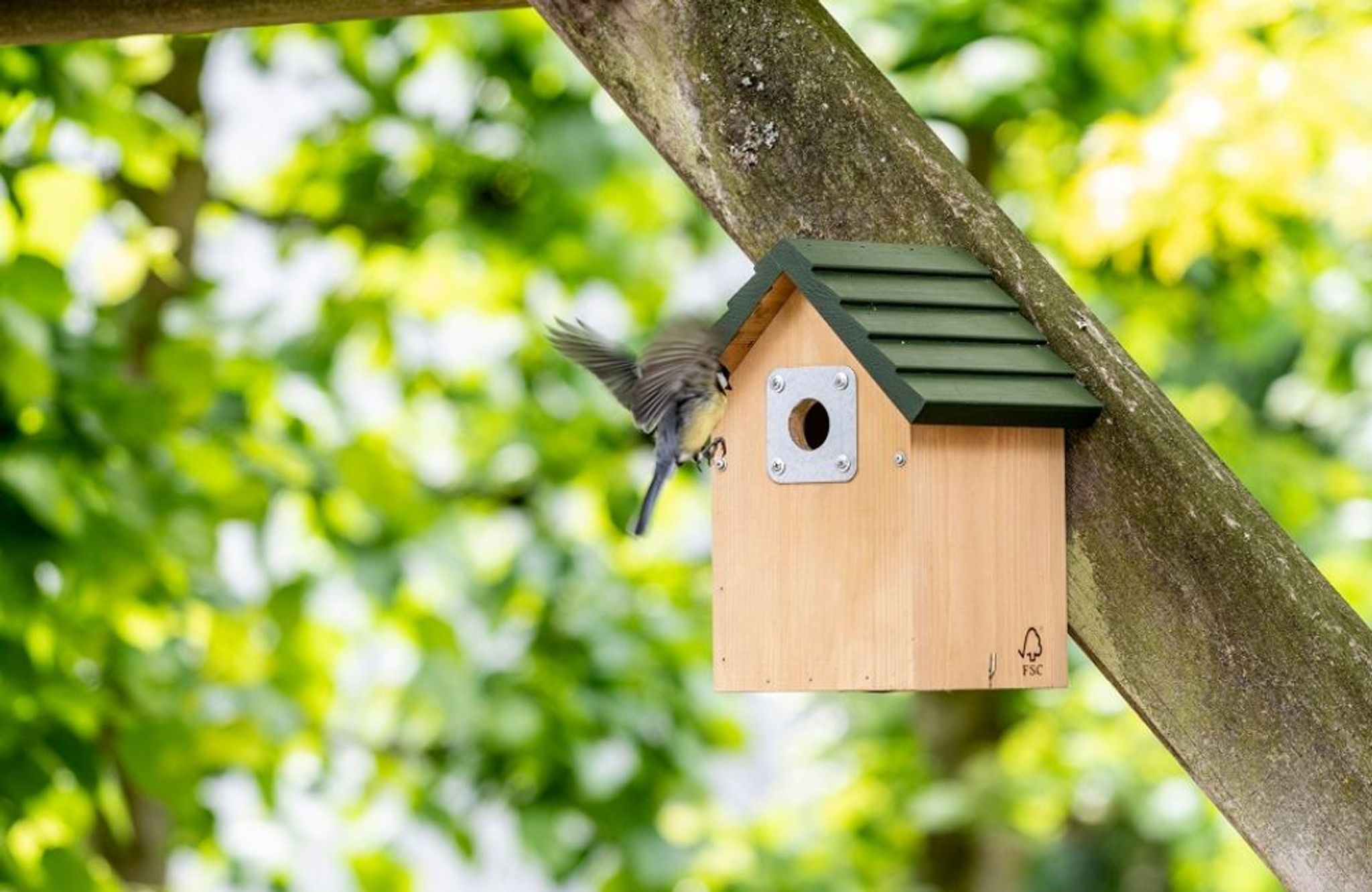 Eine Kohlmeise fliegt auf einen Holz-Nistkasten zu.