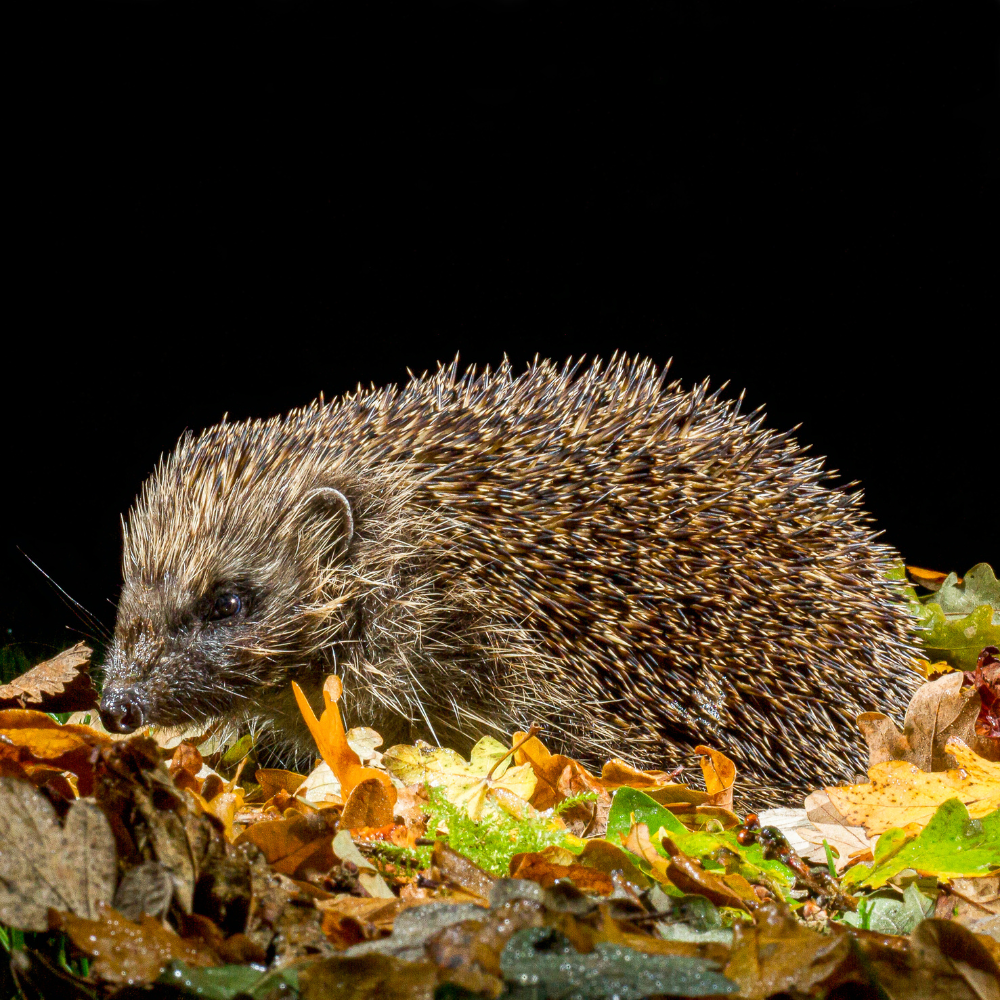 © Colin Barley & BHPS