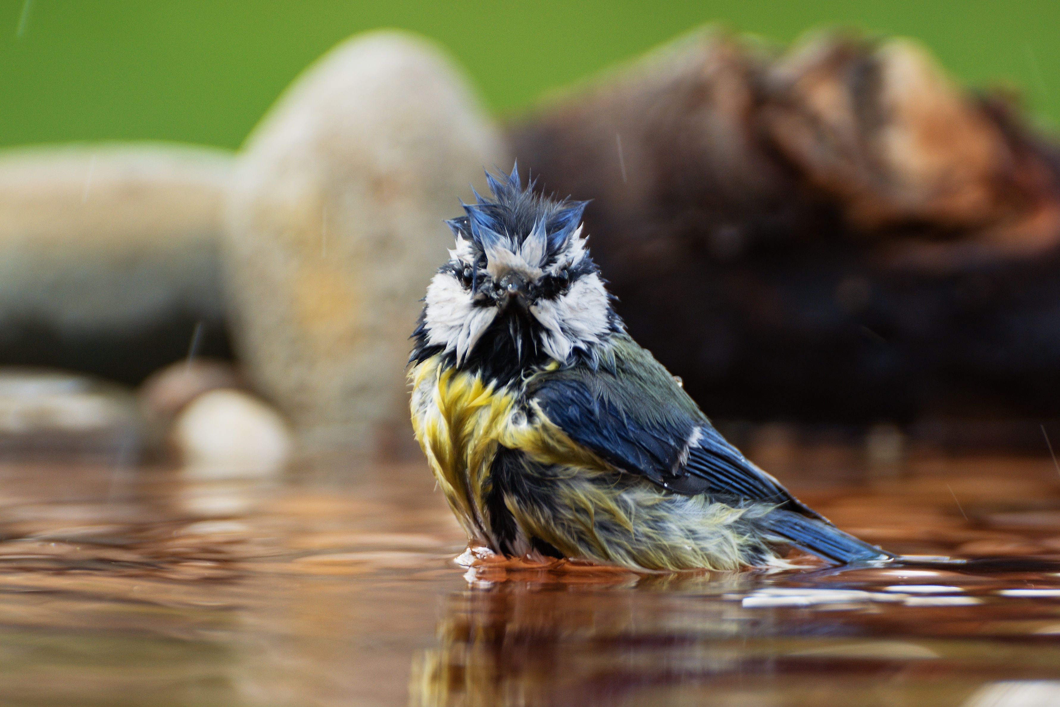 Blue tit (Parus caeruleus) bathes in water bird waterhole. Czechia. Europe.