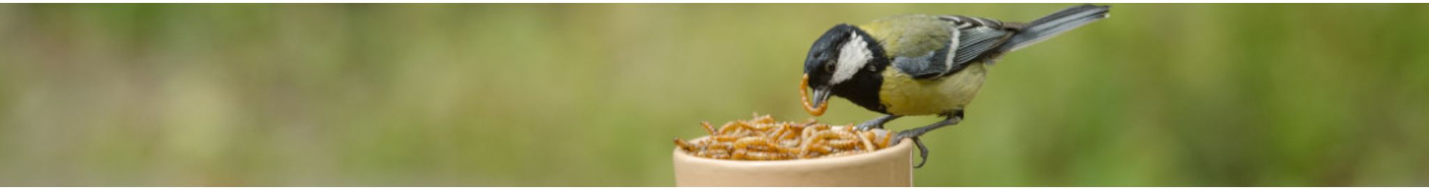 Koolmees op meelwormen