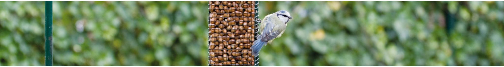 Pimpelmees pinda's voor vogels aan het eten