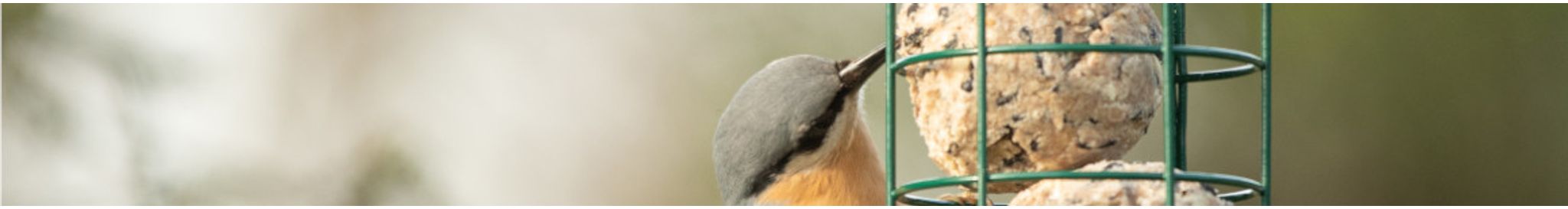 Boomklever op vetbol