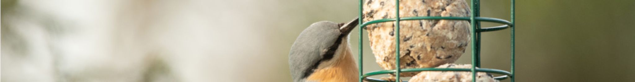 Boomklever op vetbol