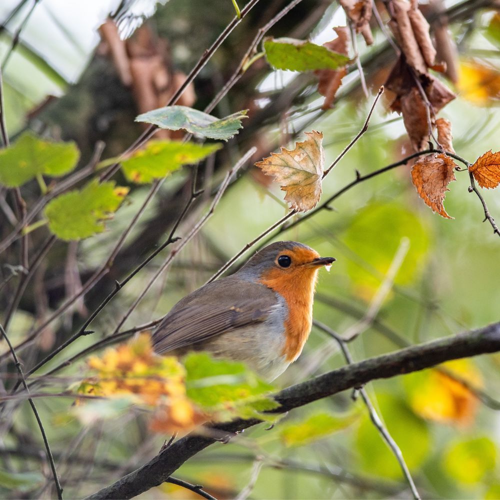 Nature spotting: signs of autumn