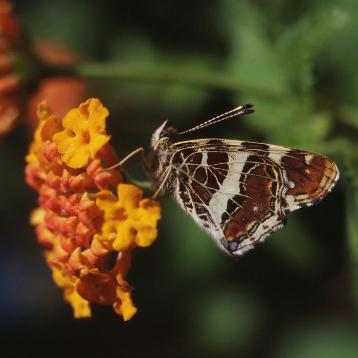 Get your butterfly home safely