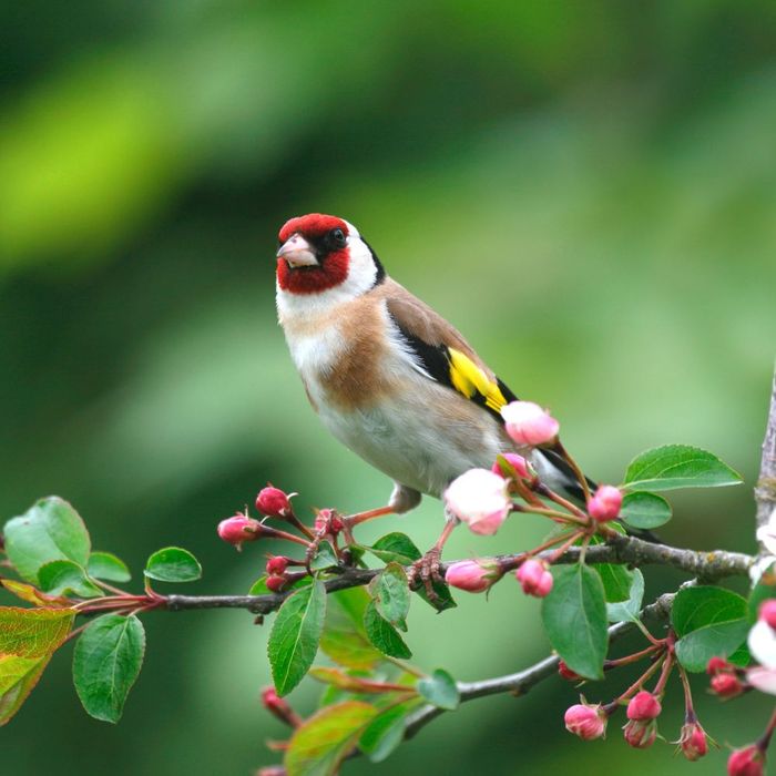 Fun facts about your garden wildlife