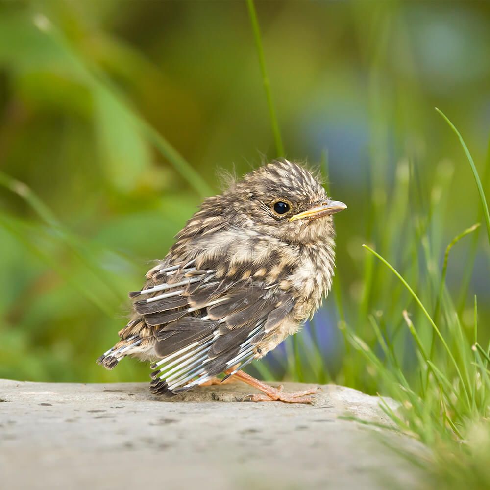Tekenen van de lente