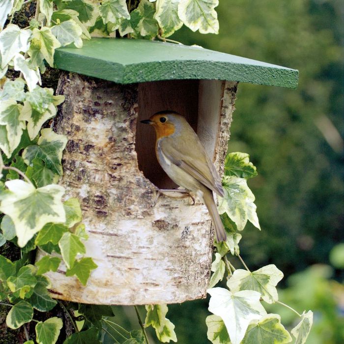 Robert the Robin Colouring Sheet