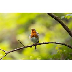 Robin_Singing_1_