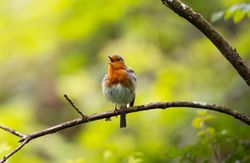 Robin_Singing_1_
