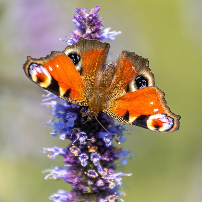 Schmetterlings-Labyrinth