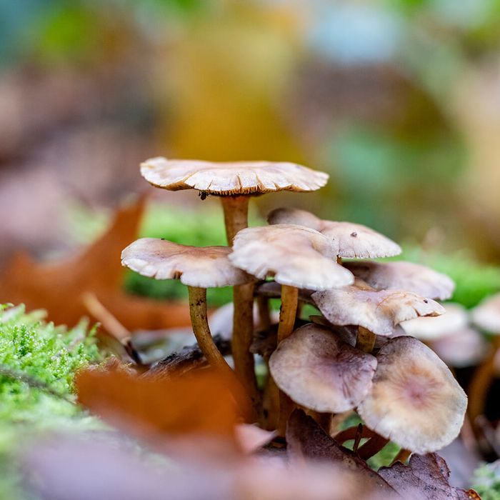 Tekenen van de herfst