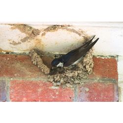 Handbook_20067_P050_051_house_martin