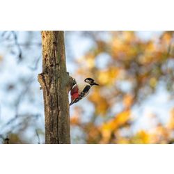Woodpecker