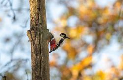 Woodpecker
