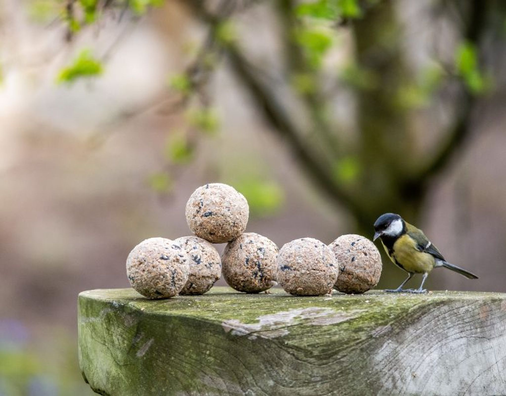 About_our_fat_balls_mobile