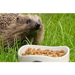 hedgehog_house_3_