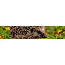 rsz_1hedgehog_banner