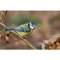 pimpelmees_ppa3909_1