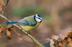 pimpelmees_ppa3909_1