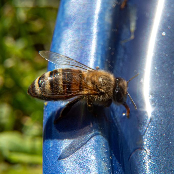 Water is vital for bees